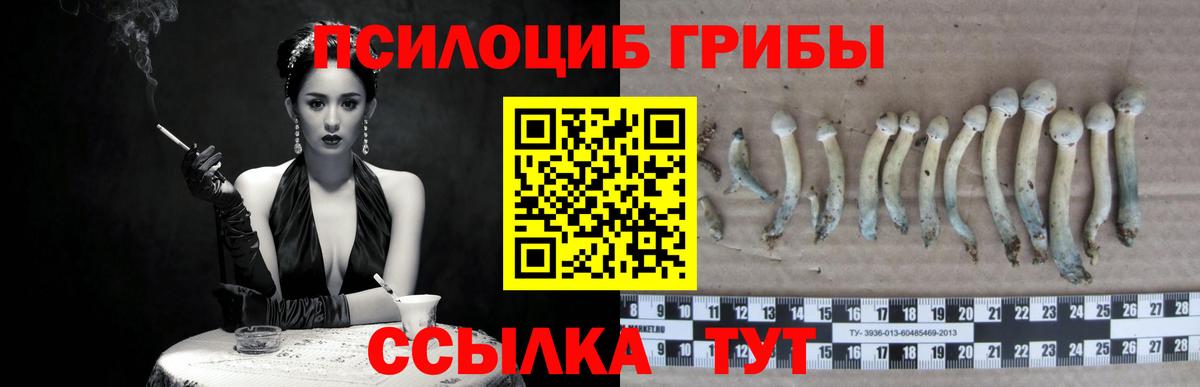 Псилоцибиновые грибы Psilocybe Барнаул